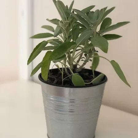 Gasthof Le Della Nonna Diano Marina